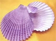 紫貝殼