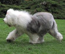 英國古代牧羊犬