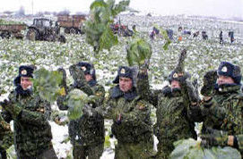 白俄羅斯士兵幫助居民收穫白菜