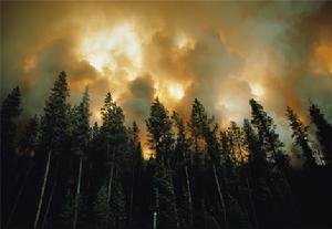 （圖）美國黑松林，黃石，蒙大拿州