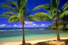 生長在科科斯群島上的椰子樹
