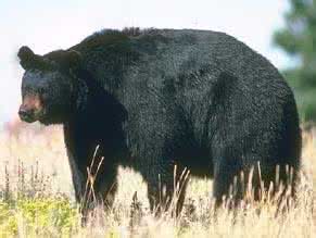 新墨西哥州黑熊