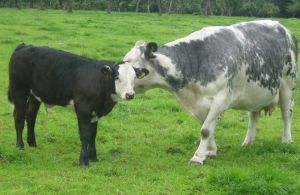 比利時藍牛（右）