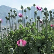 阿富汗赫爾曼德種植的罌粟