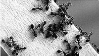 火蟻啃食木頭