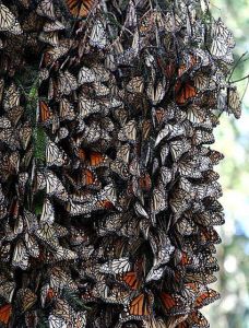 棲息在米卻肯州樹木上的美洲王蝶