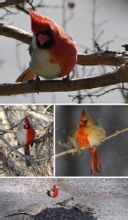 雌雄同體的北美紅雀