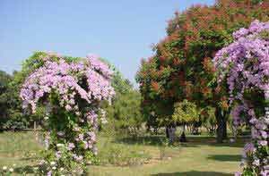 （圖）昌迪加爾的玫瑰園