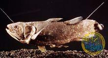 矛尾魚