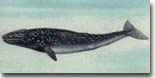 灰鯨(Gray whale)