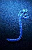 伊波拉病毒