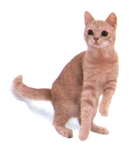 棕色標準虎斑貓