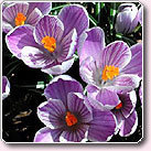 紫番紅花