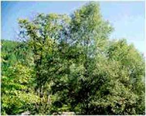 額爾古納自然保護區