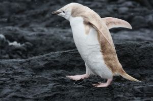 一隻十分罕見的頰帶企鵝