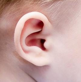 耳朵[聽覺器官]