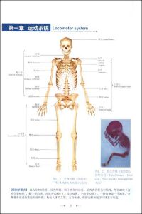《人體解剖學圖譜》