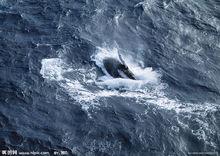 合弓綱動物鯨魚