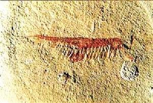 澄江古生物化石群