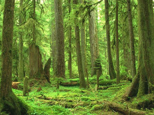 森林生態系統