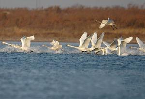 黃河濕地國家級自然保護區
