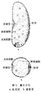 胚胎髮育（昆蟲）