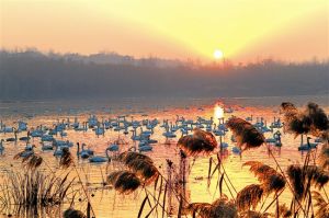 黃河濕地國家級自然保護區
