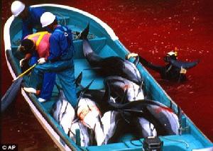 在太地町海灣，日本漁民宰殺海豚，周圍海水已被染成紅色。