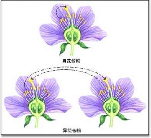 （圖）自花傳粉和異花傳粉