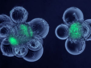 成肌細胞附著在球狀微載體上的情景。圖中綠色部分是幹細胞。