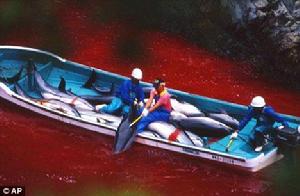大屠殺：日本漁民用鐮刀把已經死亡的海豚拖到漁船上，還有一些沒有死去的海豚，會在船上忍受痛苦慢慢死去