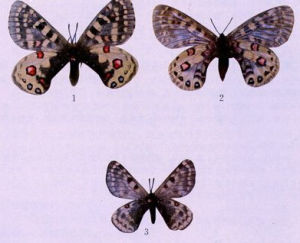 克什米爾絹蝶
