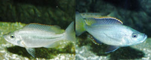 藍寶石魚