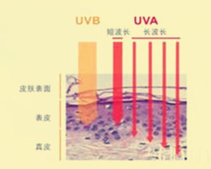 UVA[紫外線分類]