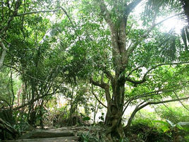 呀諾噠熱帶雨林景區