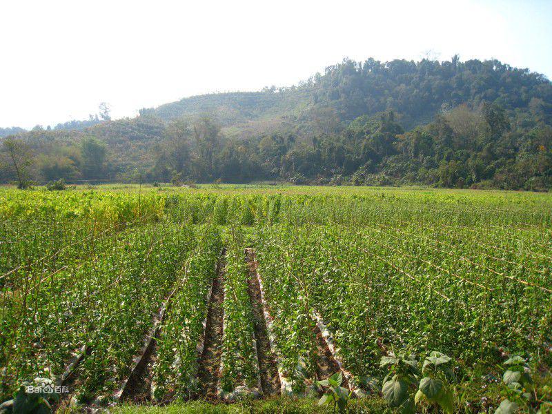 寮國傳統與現代農業