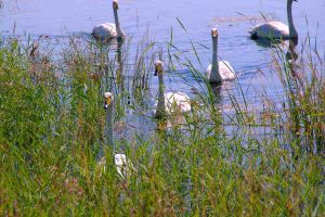 白鶴、東方白鸛是莫莫格保護區的優勢種