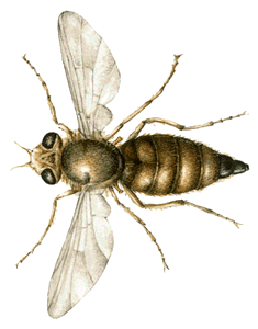 馬蠅的蟲卵是寄生在動物的腔內或組織
