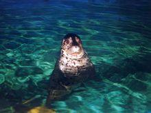 水中的斑海豹
