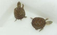 黃泥龜