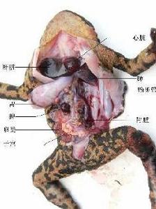 蟾蜍解剖圖