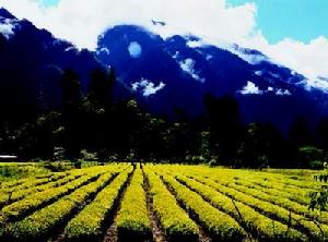 如今，西藏本土也生長茶樹，這是林芝地區的易貢茶場。