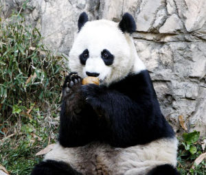 美國國立動物園裡的大熊貓