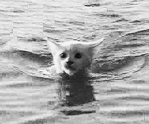 游泳的凡貓