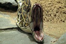 蟒蛇的口腔