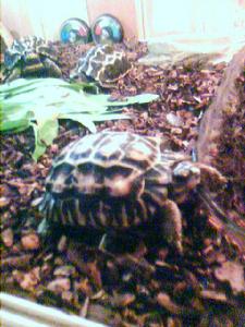 扁尾陸龜