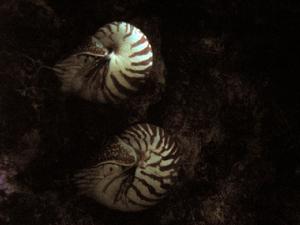 鸚鵡螺目