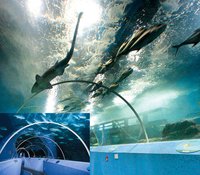 青島水族館海底隧道
