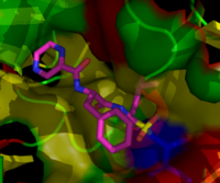 硼替佐米結合於酵母蛋白酶體的核心顆粒上。硼替佐米分子位於圖的正中；其中，粉色表示碳原子，藍色表示氮原子，紅色表示氧原子，黃色表示硼原子。環繞在硼替佐米分子周圍的是蛋白質局部表面，其中藍色的部分是發揮催