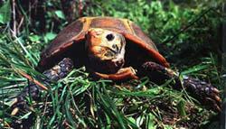 凹甲陸龜